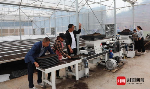 工廠化育苗 創(chuàng)新種植模式 四川宜賓長寧用科技助力糧食生產(chǎn)高質量發(fā)展